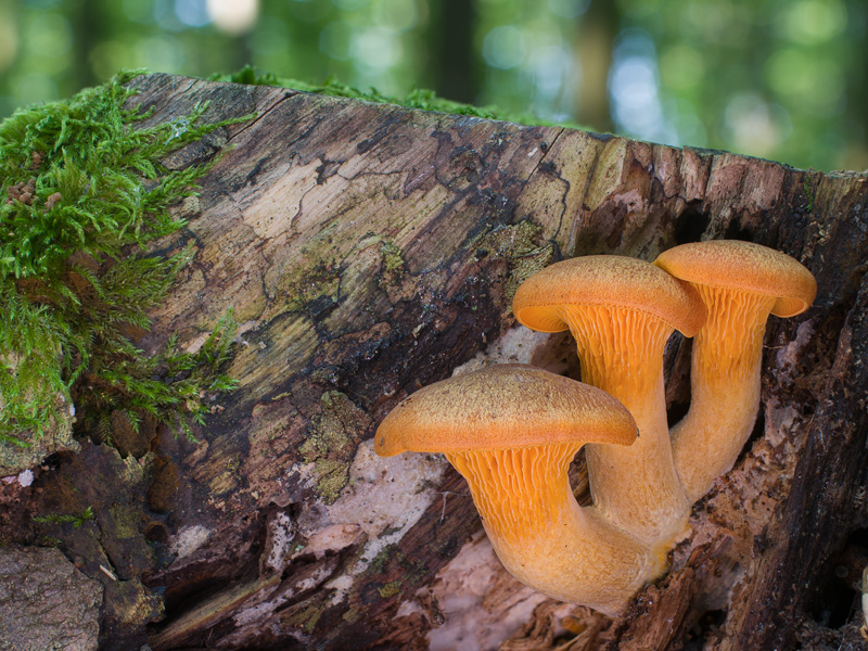 Omphalotus olearius